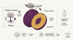 Tout savoir sur la quetsche d'Alsace : culture et saveurs