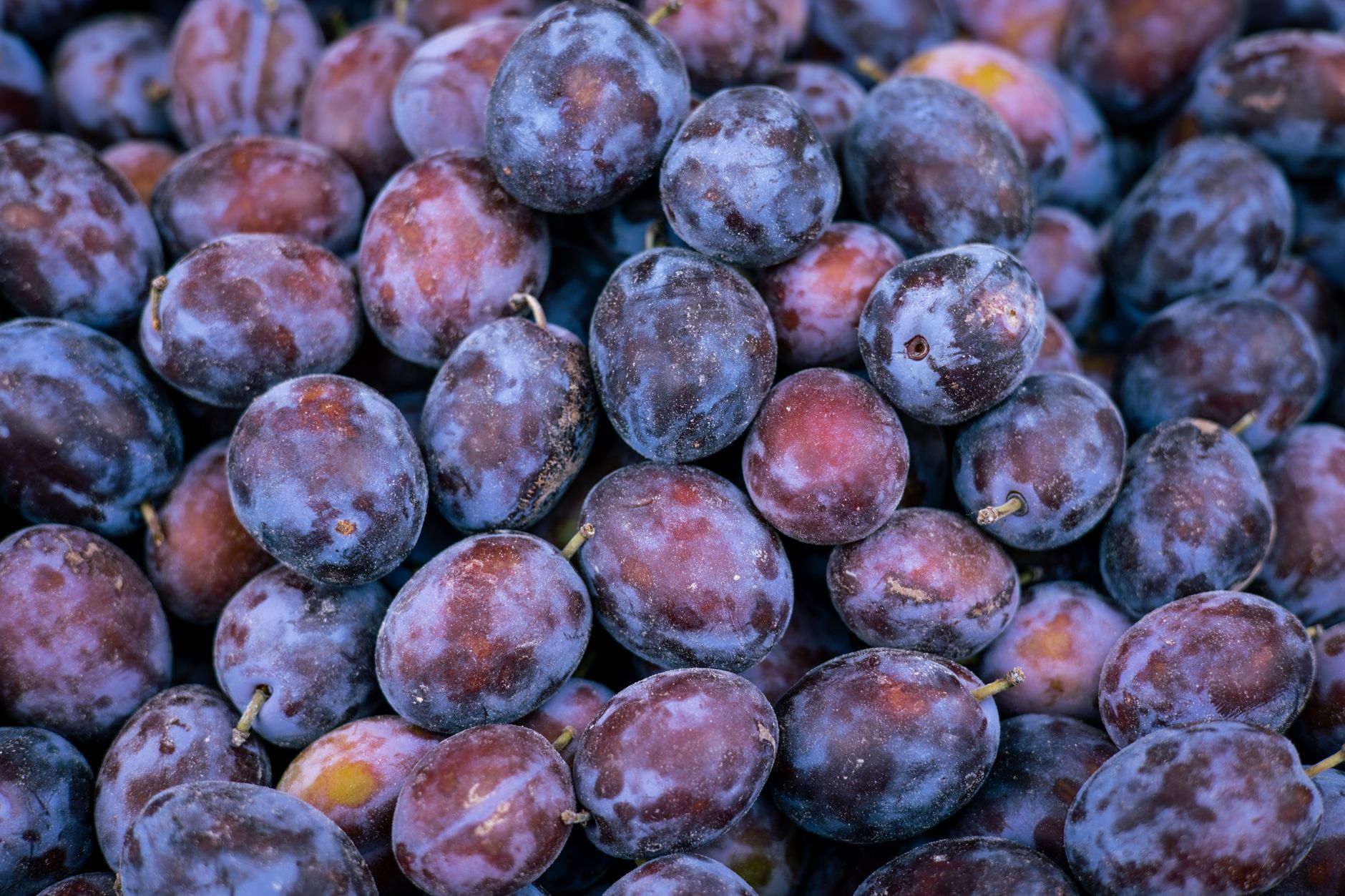 Tout savoir sur la quetsche d&rsquo;Alsace : culture et saveurs