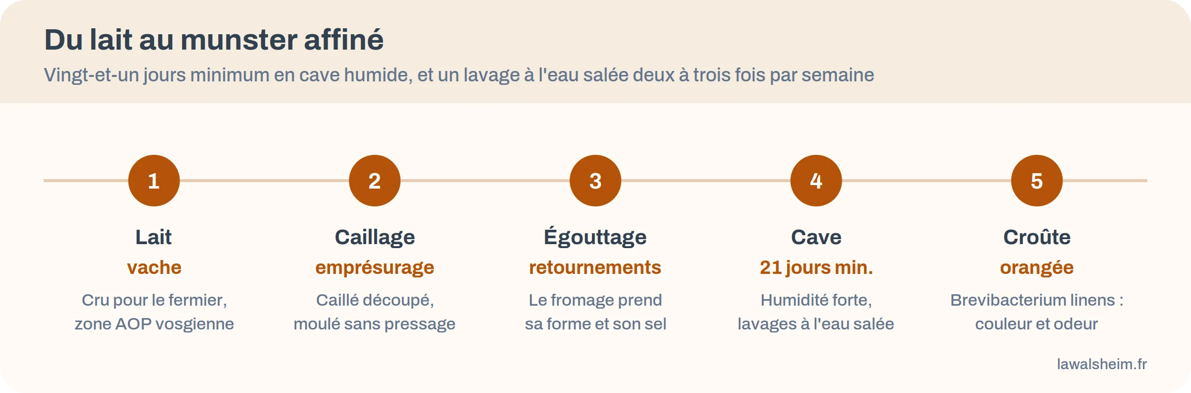 Étapes de fabrication du munster : lait, caillage, égouttage, 21 jours de cave, croûte orangée