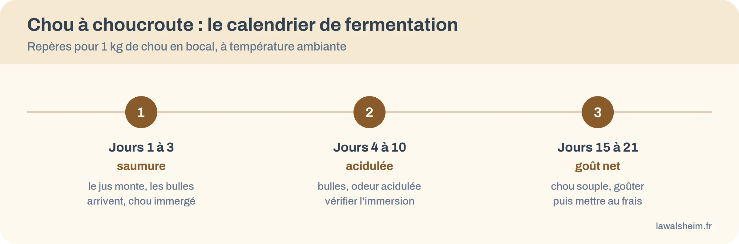 Calendrier de fermentation du chou : jours 1 à 3 la saumure monte, jours 4 à 10 bulles et odeur acidulée, jours 15 à 21 goût net puis au frais