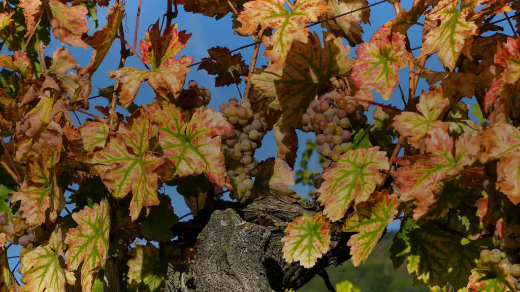 Grappes en surmaturation sur une vigne d'Alsace