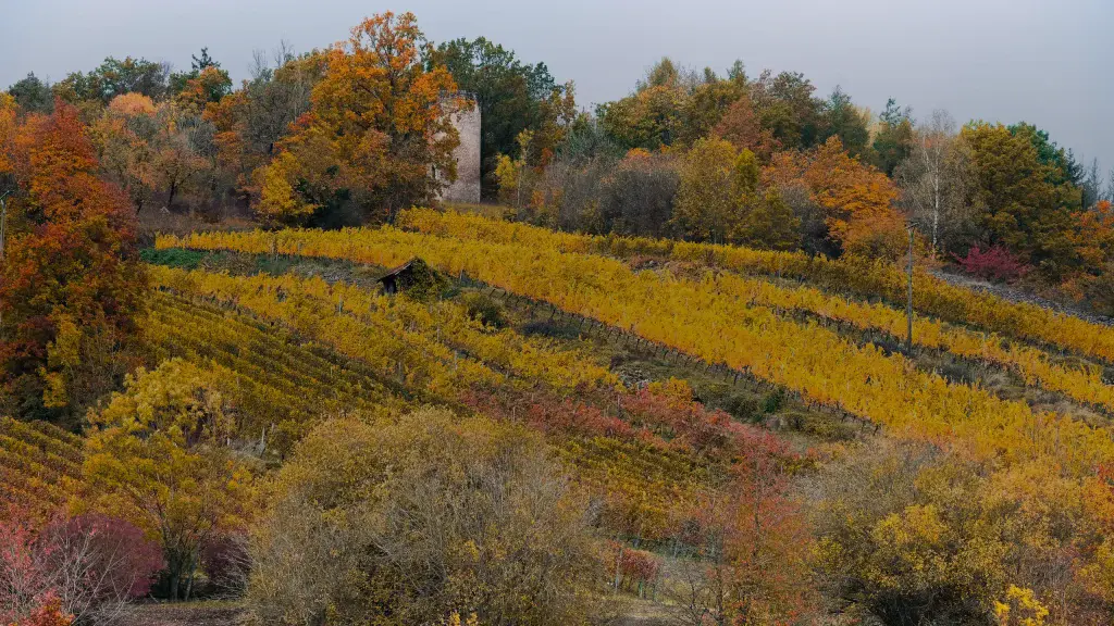 Vignes en automne, au moment où les raisins ont fini de mûrir