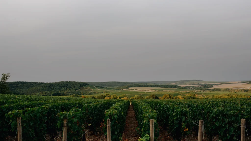 Vignes en rangs avant les vendanges