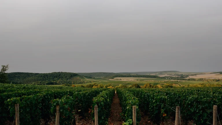 Pinot gris : le cépage d'Alsace, ses styles et ses accords