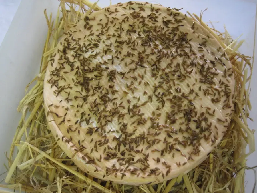 Un munster recouvert de graines de cumin sur un lit de paille