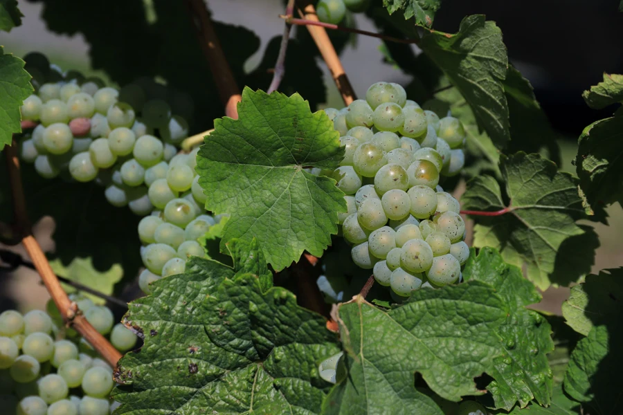 Grappes de raisin blanc sur la vigne en automne