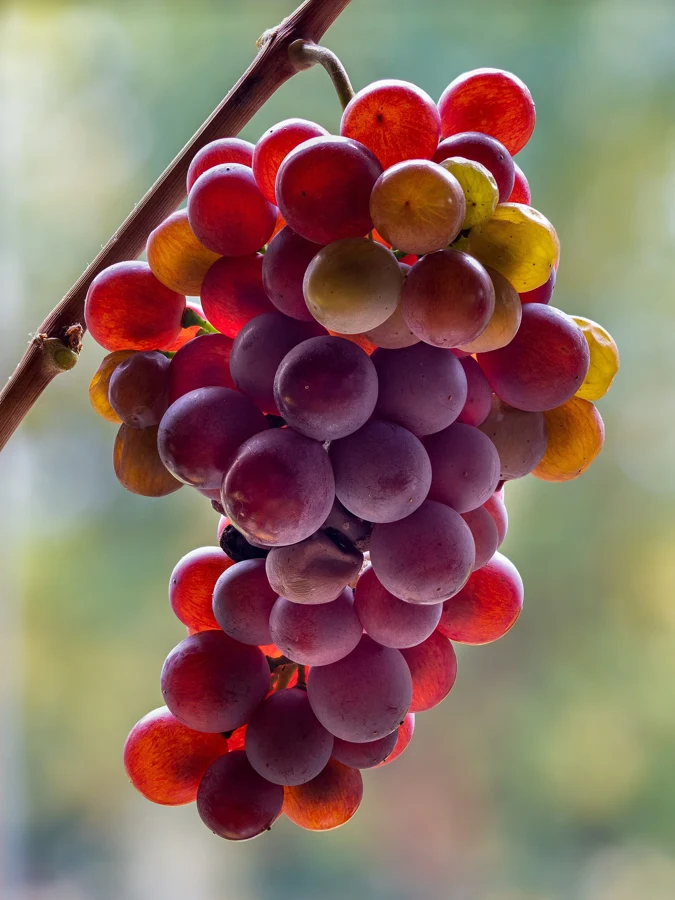 Grappe de pinot gris aux baies rosées et dorées