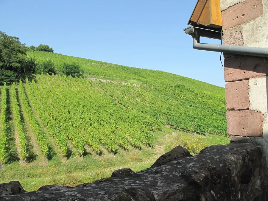 Coteau de vignes alsaciennes en été près de Riquewihr, sur le piémont des Vosges